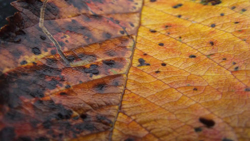 Full frame shot of yellow autumn leaf