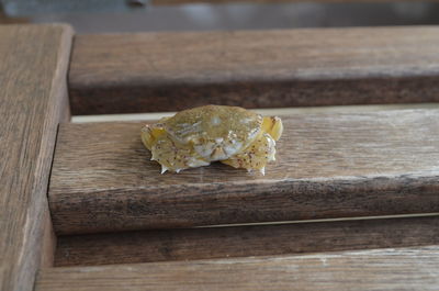 Close-up of lizard on wood