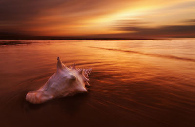 Seashell at beach against cloudy sky during sunset