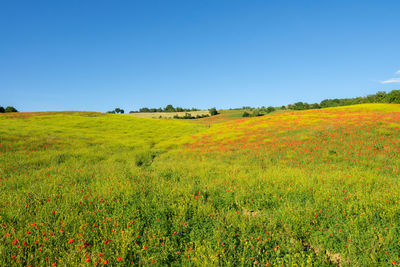 Scenic view of grassy field against clear sky