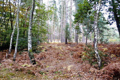 Trees growing in forest against sky