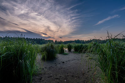 Plants growing on land against sky during sunset