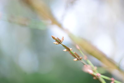 Close-up of red flower buds on branch