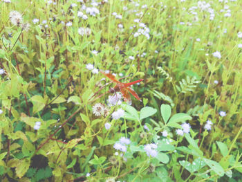 Close-up of insect on plant