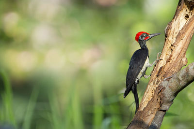 Close-up of bird perching on red outdoors