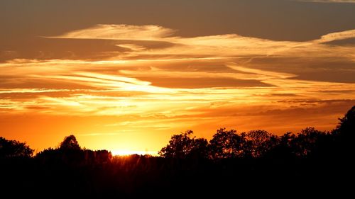 Silhouette of trees at sunset