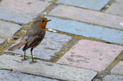 High angle view of bird perching on footpath