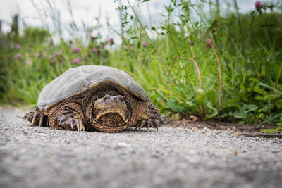 Close-up of tortoise on road