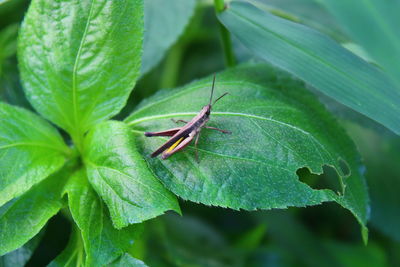 Close-up of insect on leaf