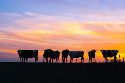 Silhouette horses on landscape against dramatic sky