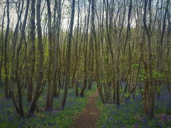 Scenic view of trees in forest