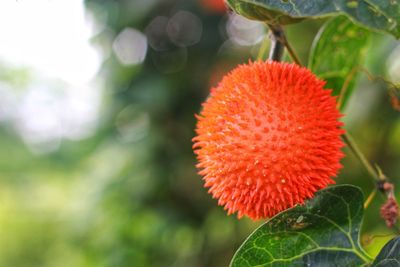 Close-up of red fruit