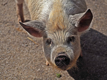 High angle view portrait of head
