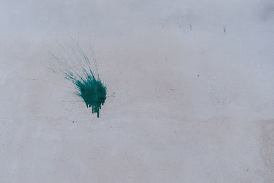 Close-up of leaf on wall