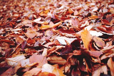 Full frame shot of leaves