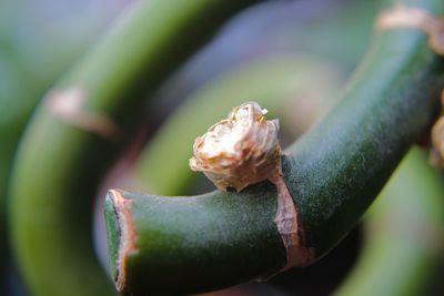 Close-up of insect on leaf