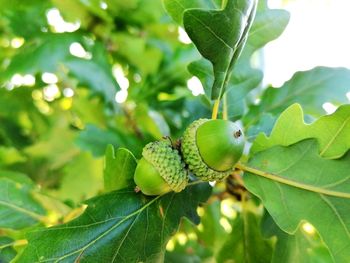 Close-up of green leaves on plant
