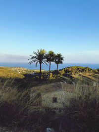 Palm trees on field against clear sky