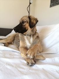 View of a dog sitting on bed