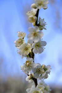 Close-up of cherry blossoms against sky