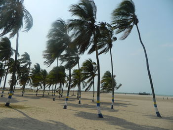 Palm trees on beach against clear sky