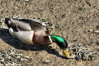 High angle view of mallard duck on field
