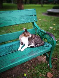 Cat sitting on bench