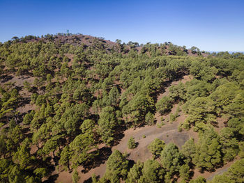 Low angle view of trees against sky