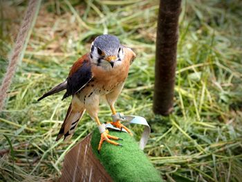 Close-up of bird perching on tree