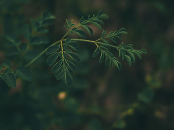 Close-up of plant