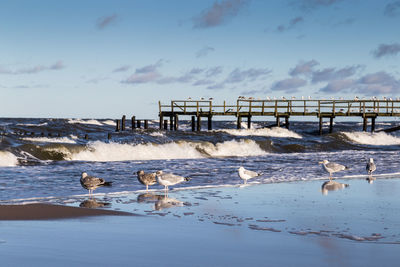 View of birds on beach against sky. baltic sea. poland