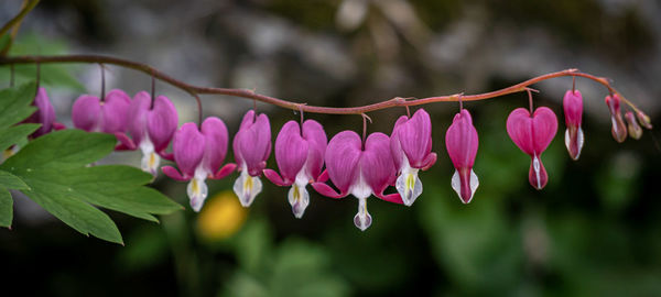 Close-up of pink flowering plants