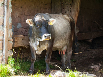 Portrait of cow standing in field