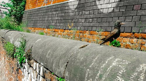 Plants growing on brick wall