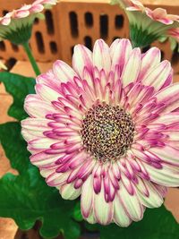 Close-up of pink flower