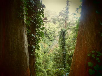 Close-up of tree trunks in forest