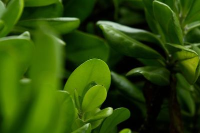 Close-up of fresh green plant