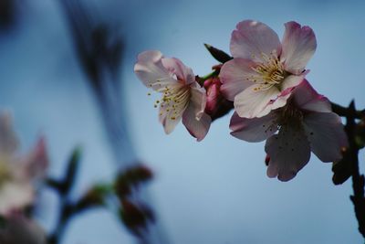 Close-up of pink flowers