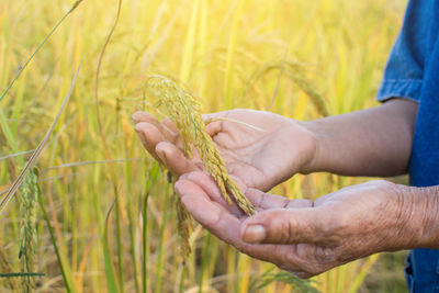 Cropped image of senior farmer by wheat crop