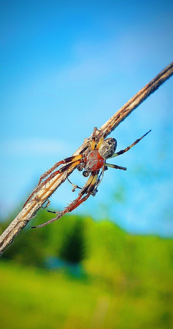 insect, one animal, animal themes, clear sky, animals in the wild, focus on foreground, close-up, wildlife, spider web, dragonfly, nature, selective focus, blue, day, outdoors, copy space, plant, low angle view, no people, beauty in nature