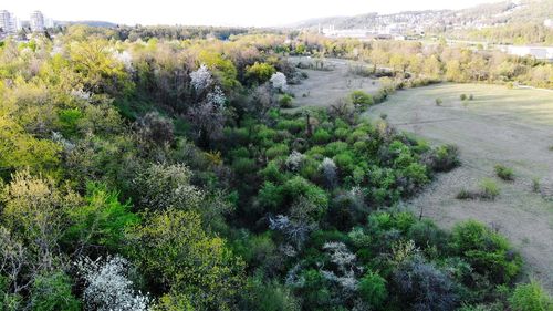 High angle view of plants growing on land