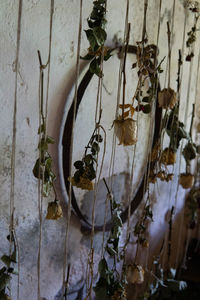 Close-up of dry plants hanging against wall