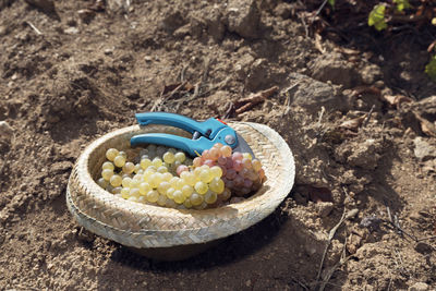 High angle view of food on ground