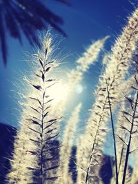 Low angle view of plants against sky