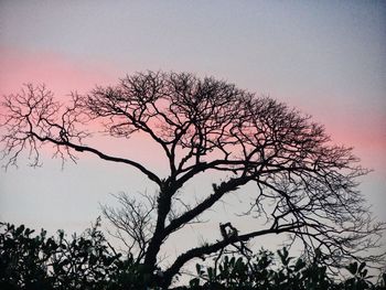 Low angle view of silhouette bare tree against sky at sunset