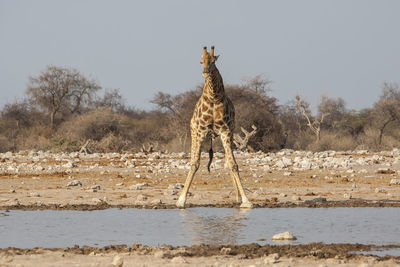 Full length of giraffe standing by lake against clear sky