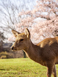 Side view of giraffe on field