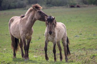 Horses standing in a field