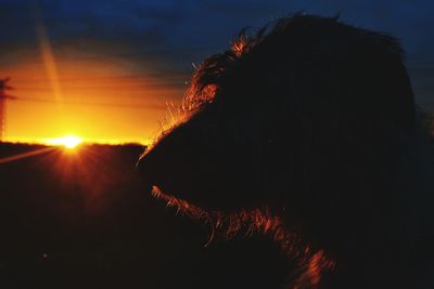 Close-up of dog against sky during sunset