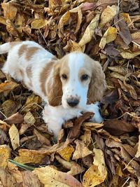 Portrait of dog on field during autumn